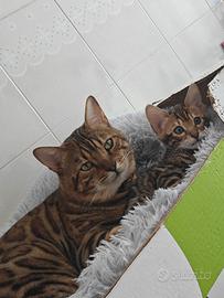 Splendida cucciola del Bengala