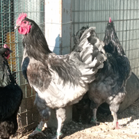 Polli Croad Langshan