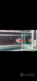 Betta hmpk koi