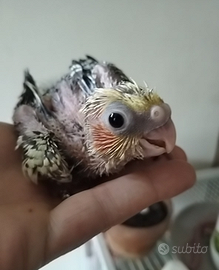 Pulli di calopsitte