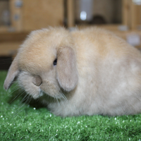 Coniglio nano minilop