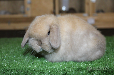 Coniglio nano minilop