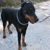 Vendo dobermann