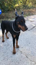 Vendo dobermann