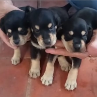 Grifo nero della valnerina allevamento