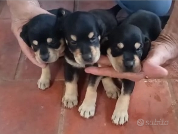Grifo nero della valnerina allevamento