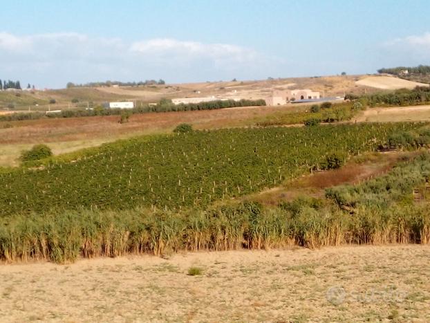 Terreno con vigna, irrigazione e pozzo