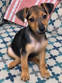 Cuccioli meticci