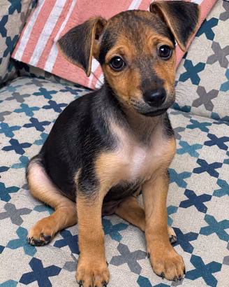 Cuccioli meticci