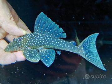 Hemiancistrus l128 blue