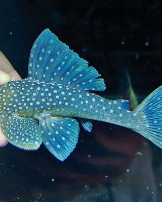 Hemiancistrus l128 blue