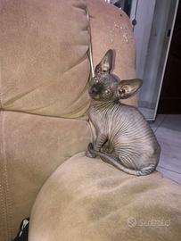 GATTINI CANADIAN sphynx 