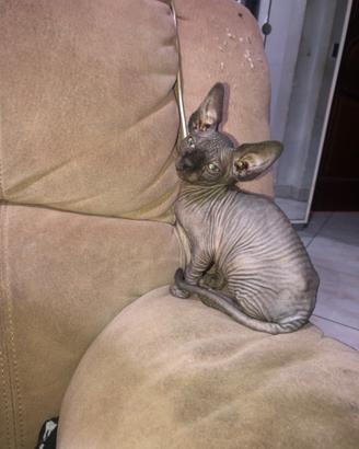GATTINI CANADIAN sphynx 