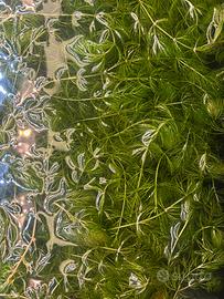 Ceratophyllum 