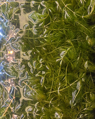 Ceratophyllum 