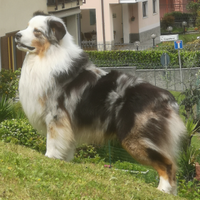 PASTORE AUSTRALIANO BLUE MERLE per MONTE