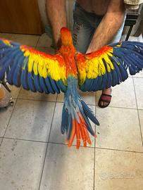 Pulli di ara Macao cyanoptera