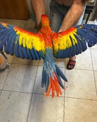 Pulli di ara Macao cyanoptera