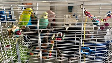 Cocoriti + gabbia e trapiede