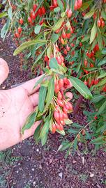 Bacche di Goji