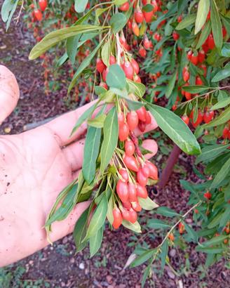 Bacche di Goji