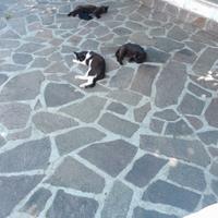 Gattini non di razza