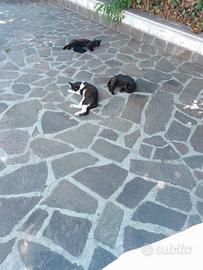 Gattini non di razza