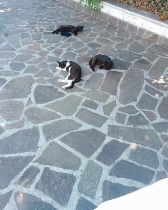 Gattini non di razza