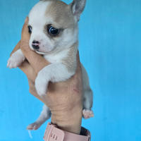 Cuccioli chihuahua