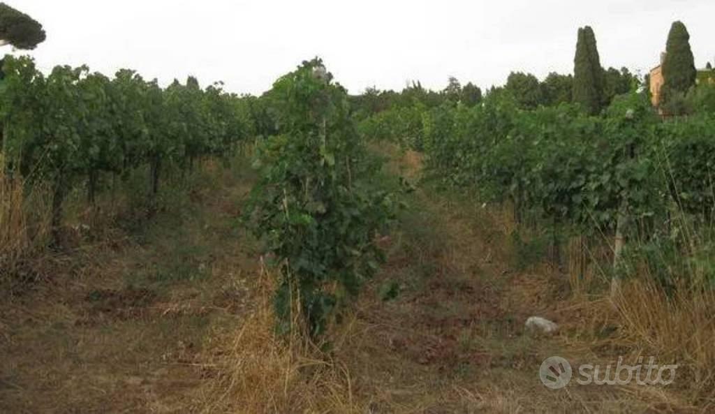 Immobile in asta di 151463 m² a Grottaferrata - Vista 5