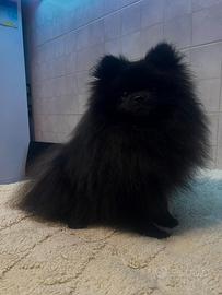 Spitz Pomerania monta