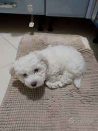 Cucciolo maltese