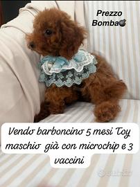 Barboncino