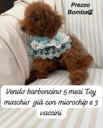 Barboncino