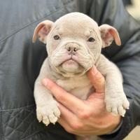American bully