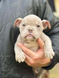 American bully