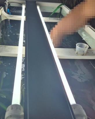 Plafoniera Juwel High-Lite T5 Completa di neon