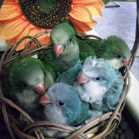 Pappagallo parrocchetto monaco pulli