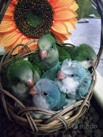 Pappagallo parrocchetto monaco pulli