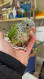 Parrocchetto dal collare da imbecco