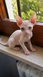 Cuccioli Sphynx Velour, due Fratellini Disponibili