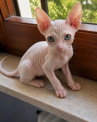 Cuccioli Sphynx Velour, due Fratellini Disponibili