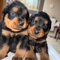 Cuccioli di rottweiler taglia grande