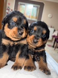 Cuccioli di rottweiler taglia grande