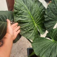 Alocasie regal shield