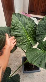 Alocasie regal shield