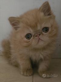 cuccioli exotic sh e persiano