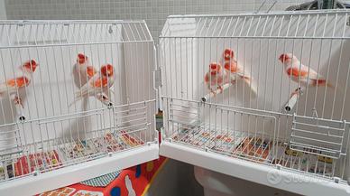 gabbie e mosaici rossi