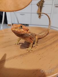 Dragu barbuto bartagame