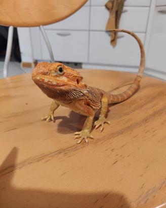 Dragu barbuto bartagame